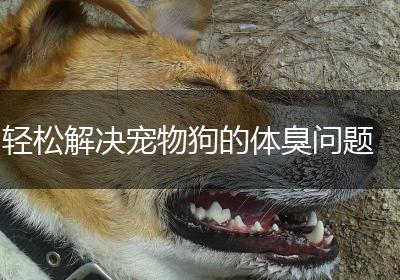 轻松解决宠物狗的体臭问题