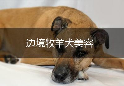 边境牧羊犬美容