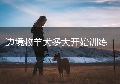 边境牧羊犬多大开始训练