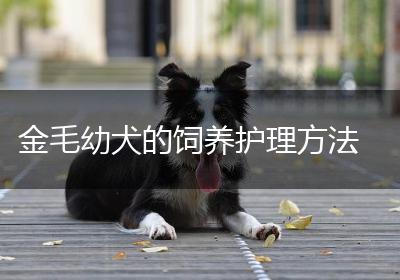 金毛幼犬的饲养护理方法