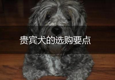 贵宾犬的选购要点