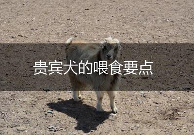 贵宾犬的喂食要点