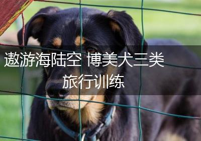 遨游海陆空 博美犬三类旅行训练
