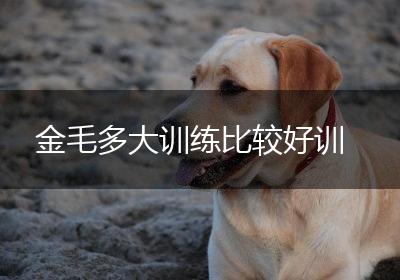 金毛多大训练比较好训