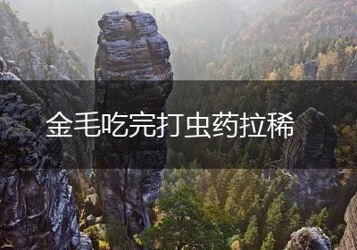 金毛吃完打虫药拉稀