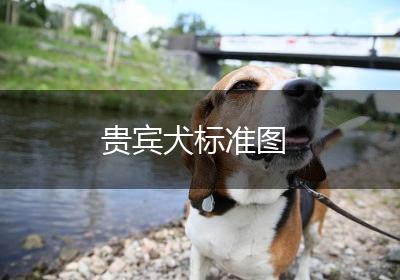 贵宾犬标准图