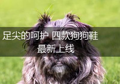 足尖的呵护 四款狗狗鞋最新上线