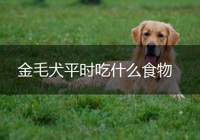 金毛犬平时吃什么食物