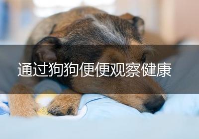 通过狗狗便便观察健康