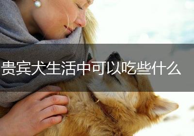 贵宾犬生活中可以吃些什么