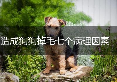造成狗狗掉毛七个病理因素