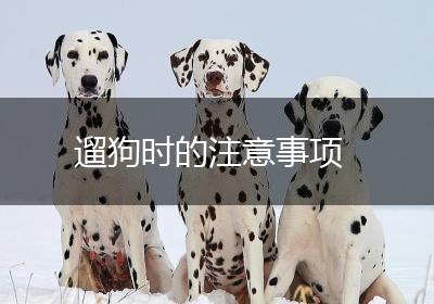 遛狗时的注意事项