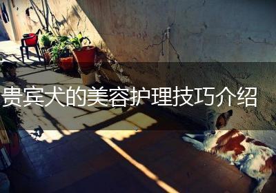贵宾犬的美容护理技巧介绍