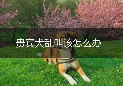 贵宾犬乱叫该怎么办