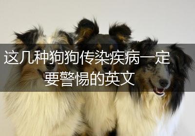 这几种狗狗传染疾病一定要警惕的英文