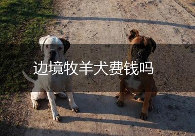 边境牧羊犬费钱吗
