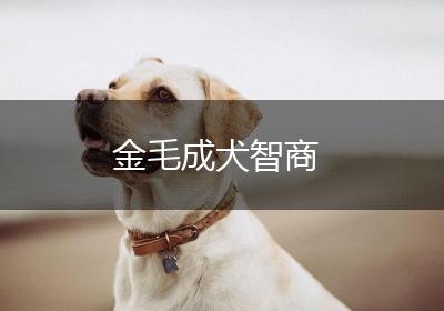 金毛成犬智商