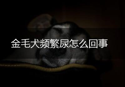 金毛犬频繁尿怎么回事