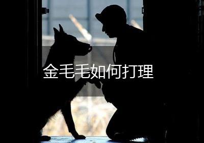 金毛毛如何打理