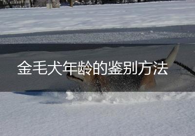 金毛犬年龄的鉴别方法
