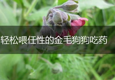 轻松喂任性的金毛狗狗吃药