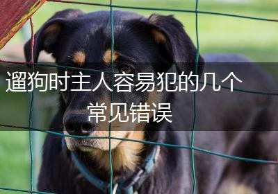 遛狗时主人容易犯的几个常见错误