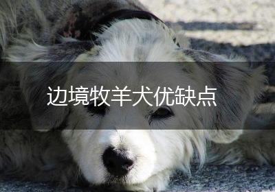 边境牧羊犬优缺点