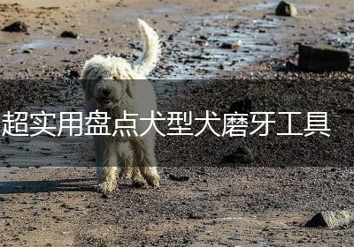 超实用盘点犬型犬磨牙工具