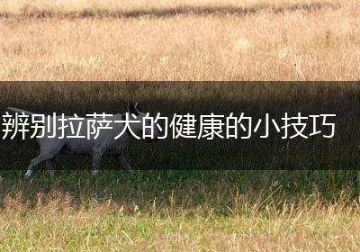 辨别拉萨犬的健康的小技巧