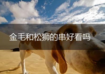 金毛和松狮的串好看吗