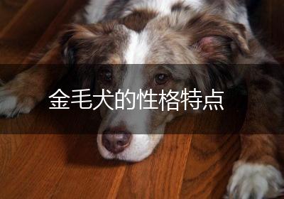 金毛犬的性格特点