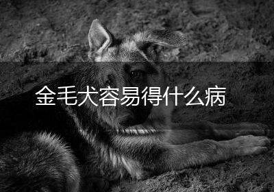 金毛犬容易得什么病