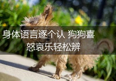 身体语言逐个认 狗狗喜怒哀乐轻松辨