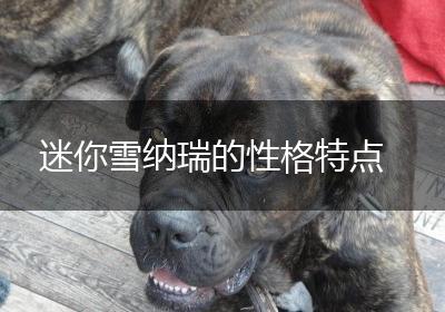 迷你雪纳瑞的性格特点