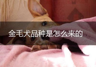 金毛犬品种是怎么来的
