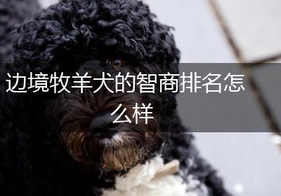边境牧羊犬的智商排名怎么样