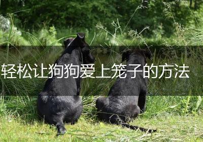 轻松让狗狗爱上笼子的方法