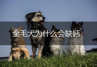 金毛犬为什么会缺钙