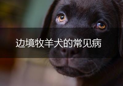 边境牧羊犬的常见病