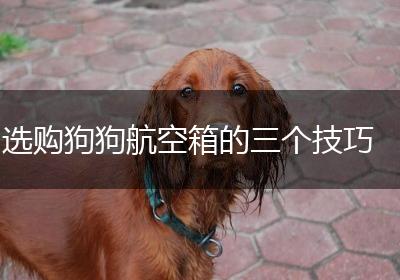 选购狗狗航空箱的三个技巧