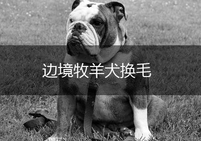 边境牧羊犬换毛