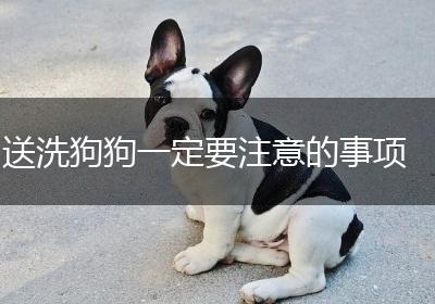 送洗狗狗一定要注意的事项