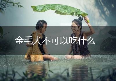 金毛犬不可以吃什么