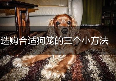 选购合适狗笼的三个小方法