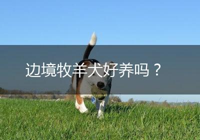 边境牧羊犬好养吗？