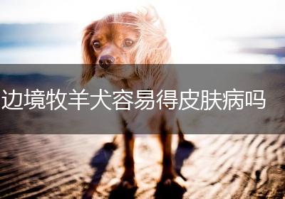 边境牧羊犬容易得皮肤病吗