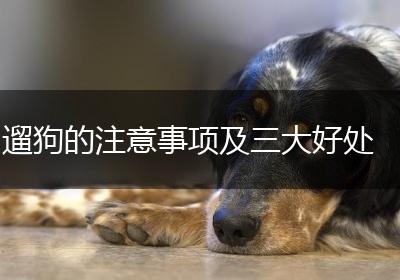 遛狗的注意事项及三大好处