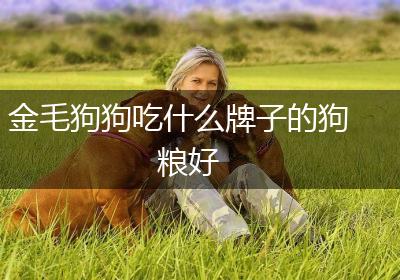 金毛狗狗吃什么牌子的狗粮好