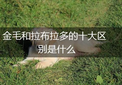 金毛和拉布拉多的十大区别是什么
