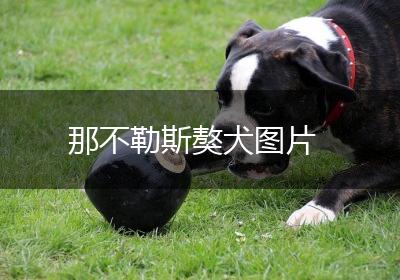 那不勒斯獒犬图片